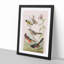 A Selection of Birds by John Audubon - Picture Frame Painting Print on Paper-55450939-55450941
