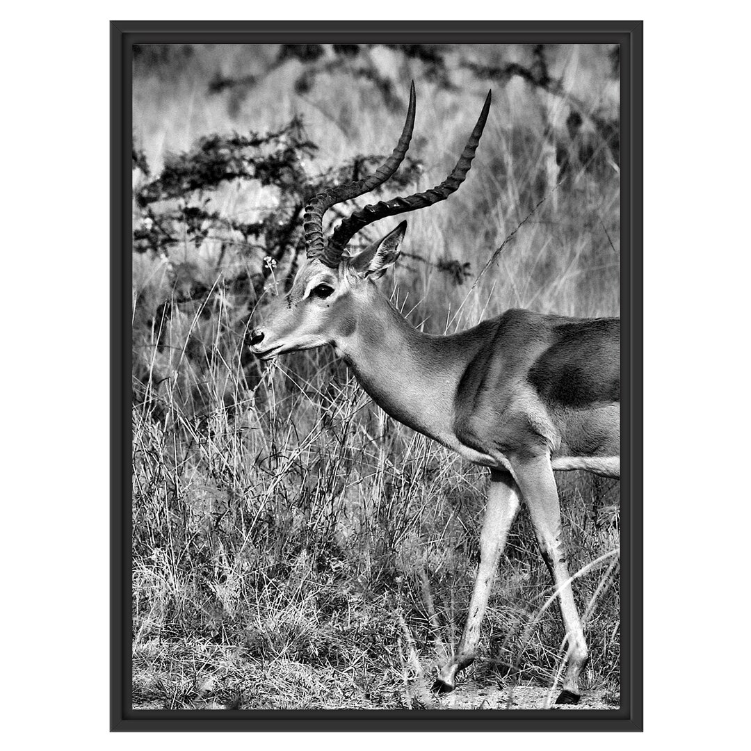 Gerahmtes Wandbild Dorkasgazelle in der Savanne