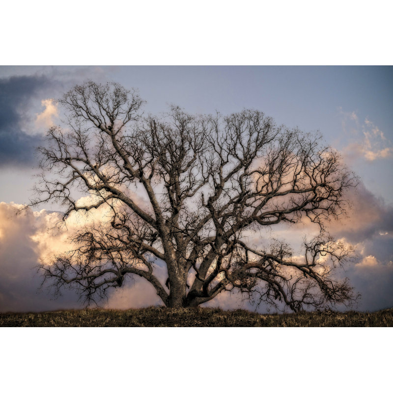 Grand Oak Tree II - Graphic Art, Wrapped Canvas, 20cm H x 30cm W