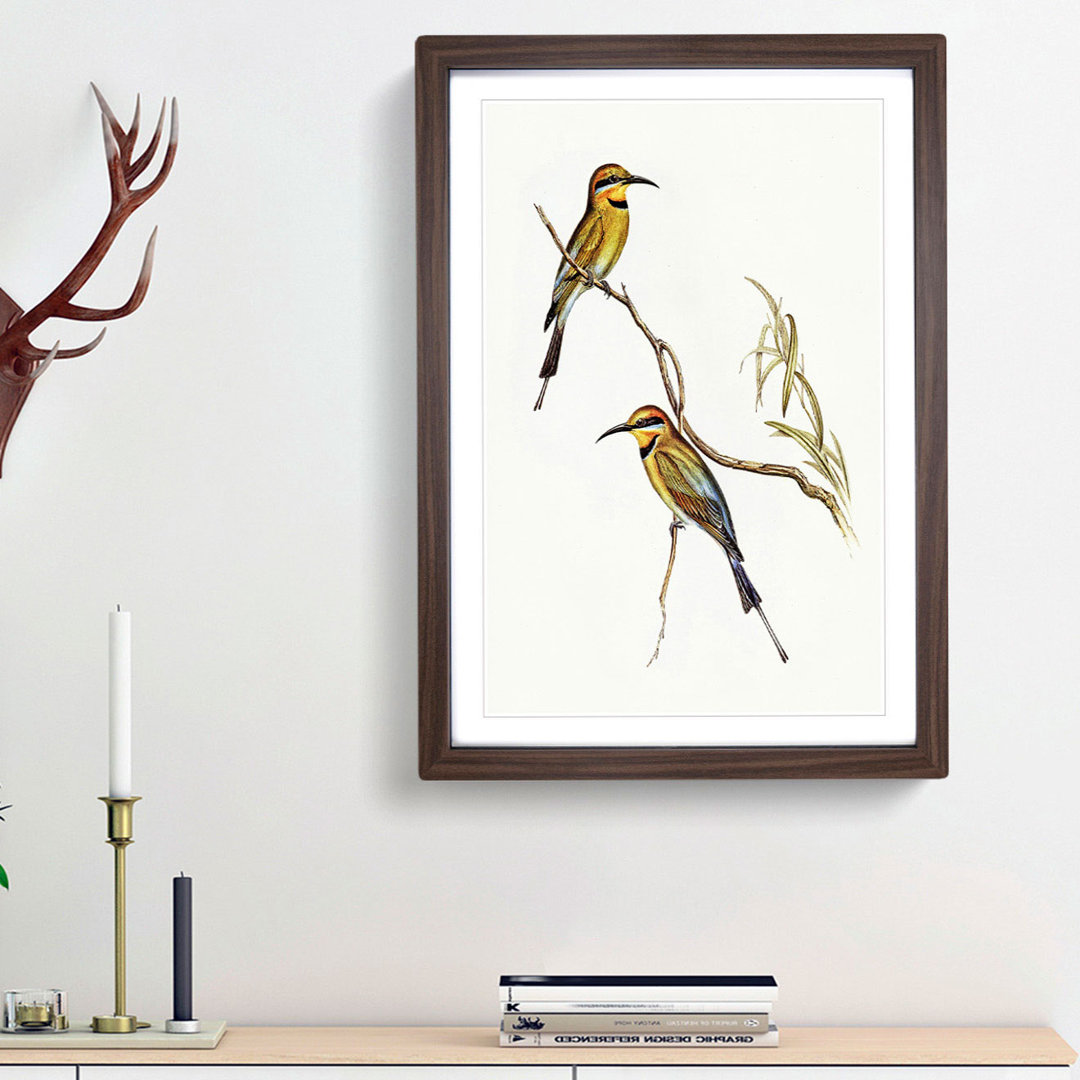 Australian Bee-Eater by Elizabeth Gould - Framed Print