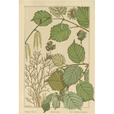 Hazel Tree