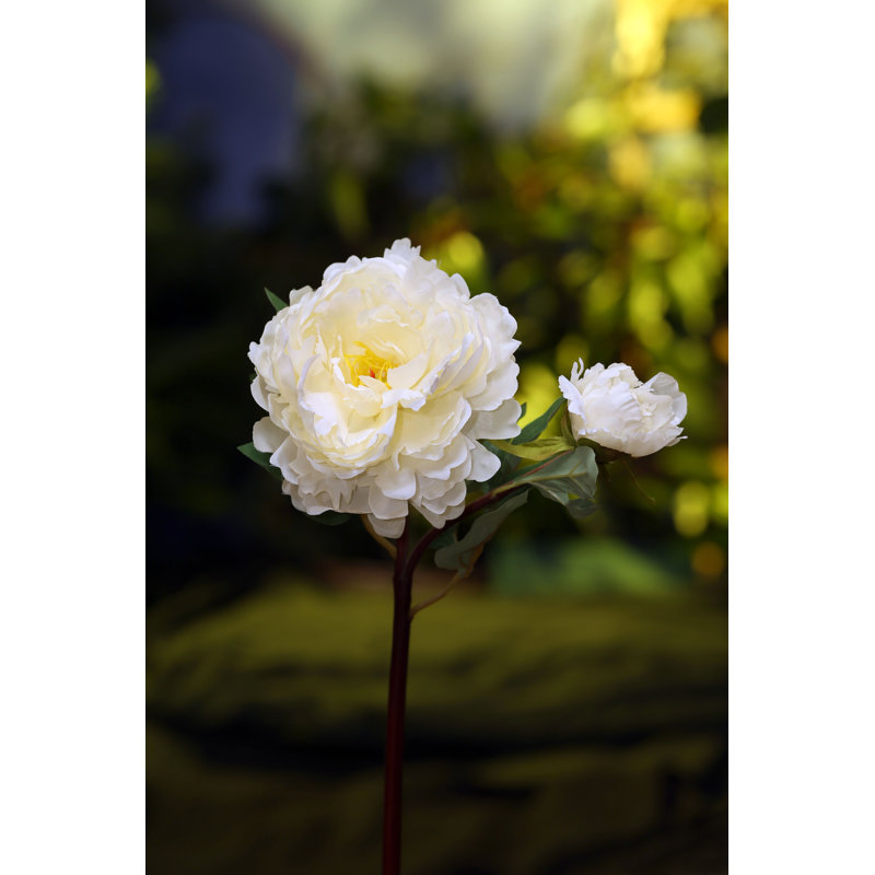 Peony with bud, White