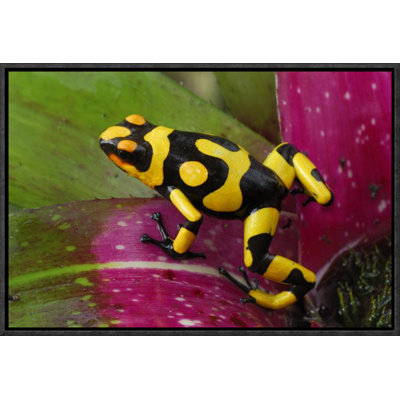 " Harlequin Poison Dart Frog On Bromeliad, Cauca, Colombia "