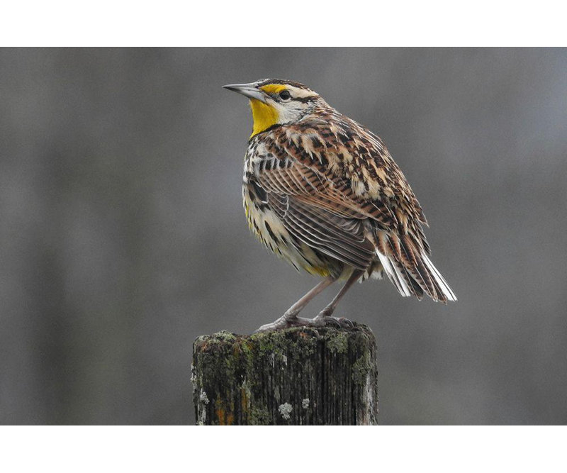 Alcott Hill® Tennessee, galerie de photos sur toile tendue, Eastern Meadowlark, H 33 po x l 48 po