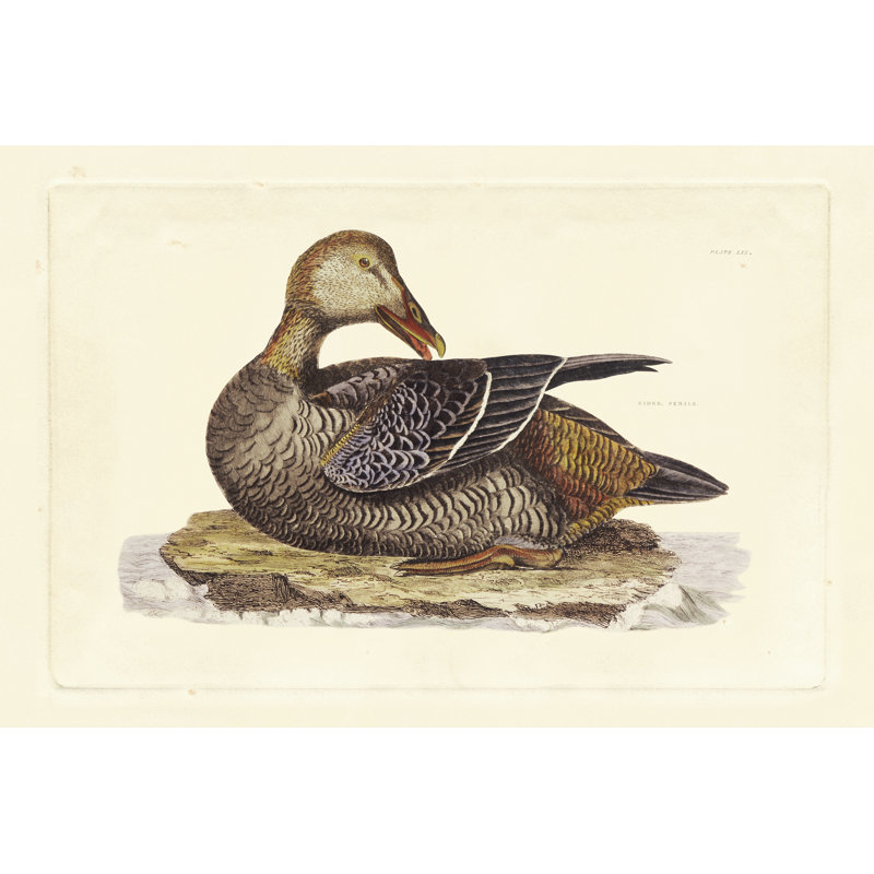 Selby Duck IV - Wrapped Canvas Painting, 30cm H x 46cm W x 3.8cm D