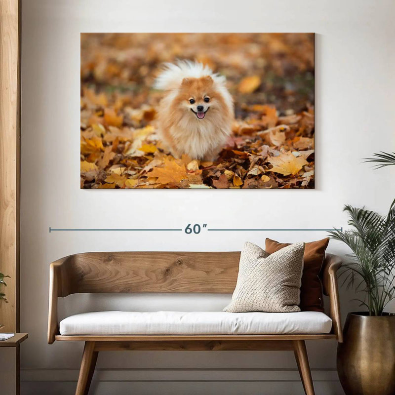 Spitz allemand Brampt sur une promenade d'automne, H 32 po x l 48 po