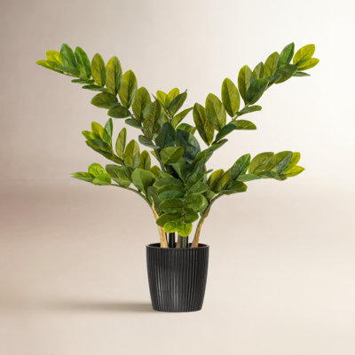 Zen ZZ Plant in Pot