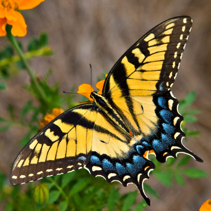Tiger Swallowtail Butterfly - Wrapped Canvas Print, 76cm H x 76cm W x 3.8cm D