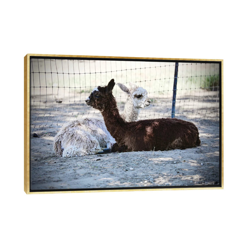 «Alpaca Friends» par Susan Vizvary - reproduction de photo, Non mat, Toile encadrée dorée, H 18 po x l 26 po x P 1,5 po
