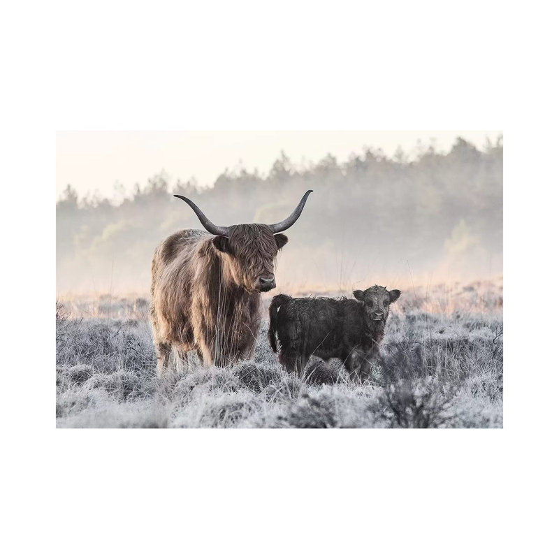 Highlander And Calf by Jaap Van Den - Wrapped Canvas Print, 30.48 cm H x 45.72 cm W