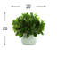 Peperomia Bush in Ceramic Pot