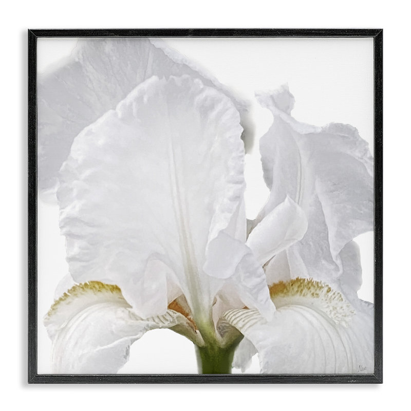 Gros plan de l'iris blanc, estampe numérique encadrée, design par Nan, H 17 po x l 17 po, Giclée encadrée noir minuit
