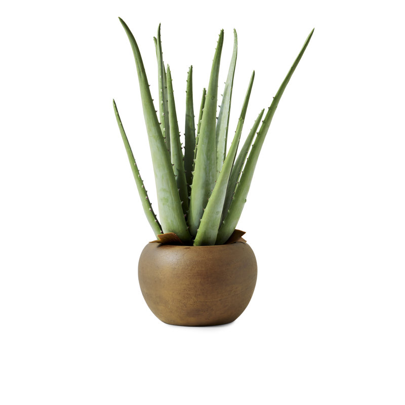 Pot de fleurs aloe
