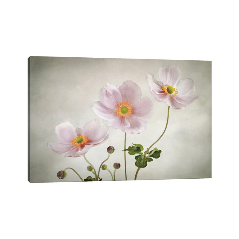 Anemones 1 Piece Wrapped Canvas Painting, 101.6 cm H x 66.04 cm W x 3.175 cm D