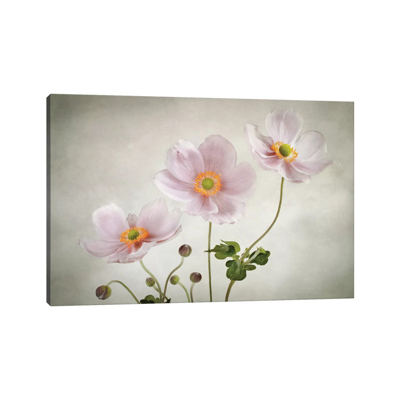 Anemones by Mandy Disher - Wrapped Canvas Painting, 20.32 cm H x 30.48 cm W