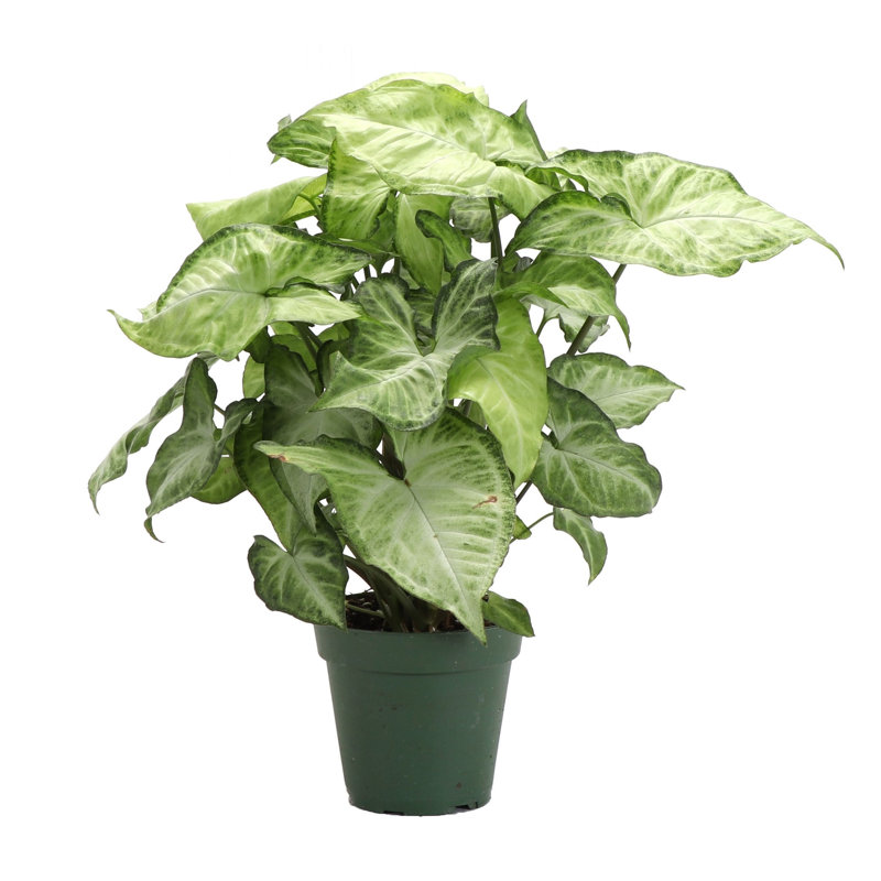 Live White Butterfly Plant, 11" H x 4.5" W x 4.5" D