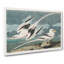 Tropicbirds by John Audubon - Wrapped Canvas-55329379