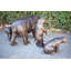 Statues de bronze grandeur nature avec ours en forme de maman et 3 petits 64 po x 26 po x H 43 po
