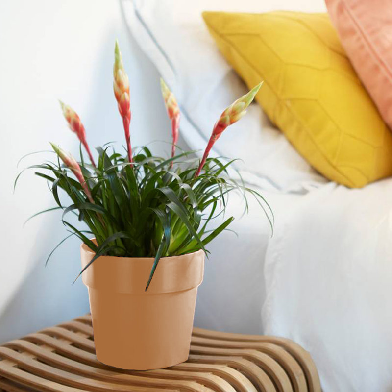 Plant Pot Nude 18 x 17cm 2.9 L, 18cm H x 17cm W x 17cm D, Nude