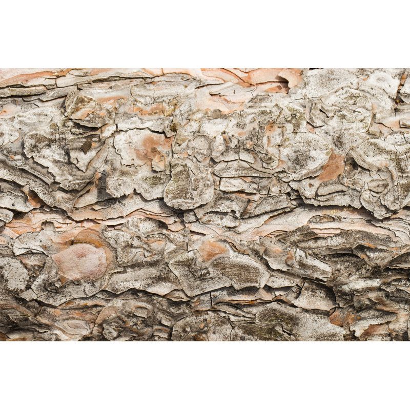 Tree Bark Texture by PetiaIlieva - Wrapped Canvas Print, 30cm H x 46cm W