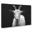White Goat Vol.2 - Wrapped Canvas-61876594