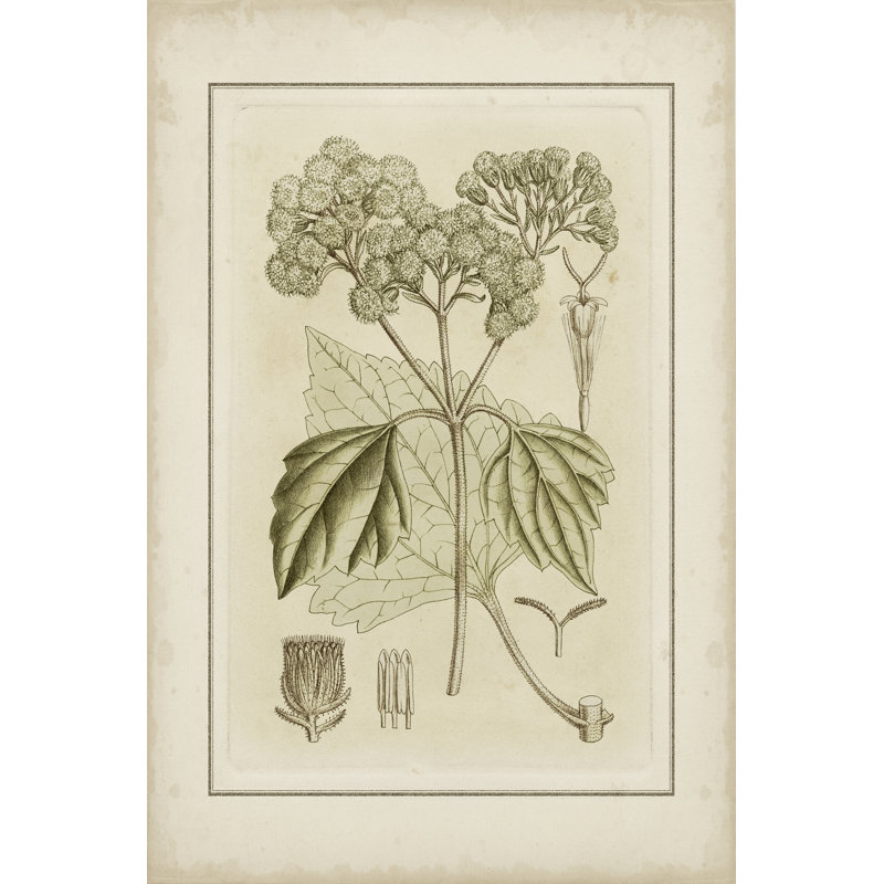 Tinted Botanical IV by Curtis - Wrapped Canvas Print, 46cm H x 30cm W x 3.8cm D