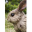 Statue lapin en bois flotté-339798858