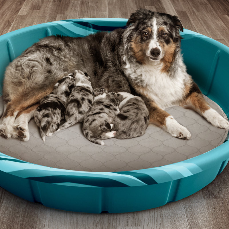 Sous-vêtements lavables de qualité supérieure Pet Pet Parents® Pawtect®, 2ct Classic, Grand l 48 po x P 48 po