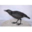 Corbeau regardant vers l'avant Bronze State - Taille: L 22 po x l 5 po x H 7 po.