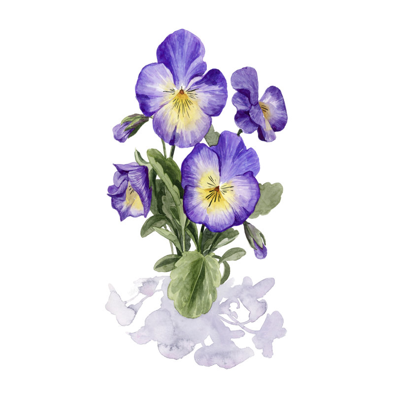 Viola Pansies I, H 30 po x l 20 po
