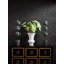 Surat Sisal-358394742
