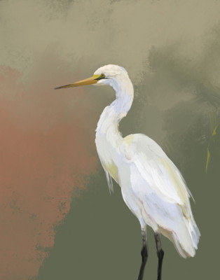Elegant Egret Portrait by Josie George — Animal Wall Art, Size, Format, Frame Color