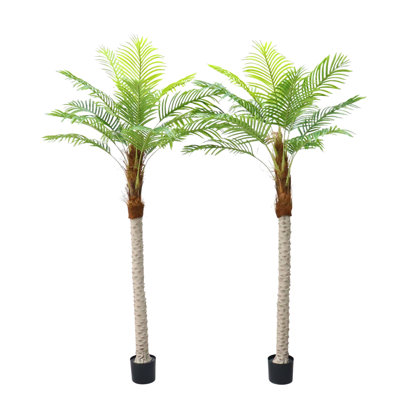 Angelicia 20cm Plant