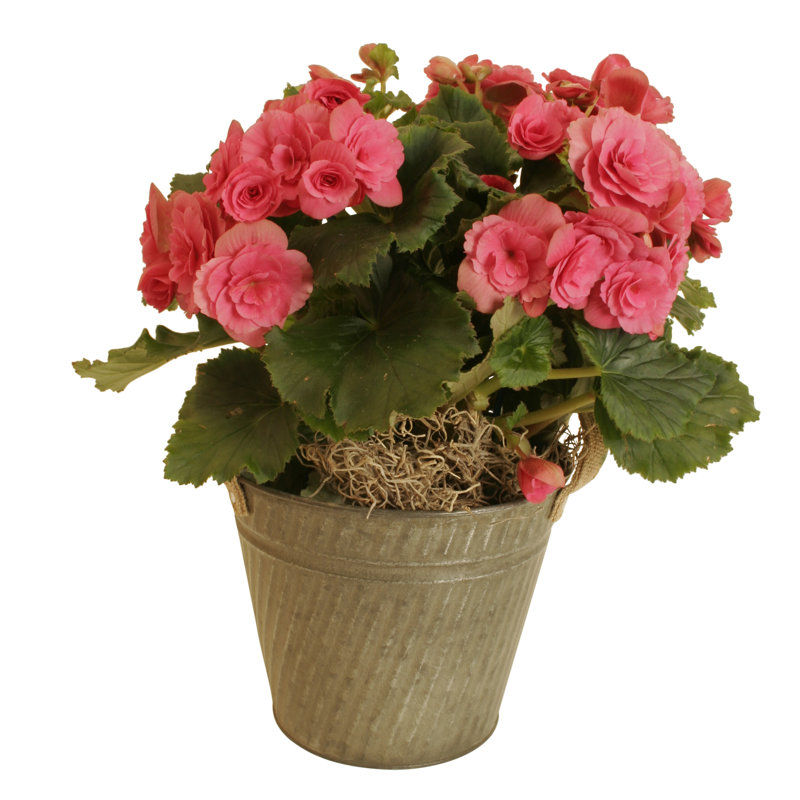 Pot à fleurs en aluminium Du Palace, H 7 po x l 6 po x P 6 po