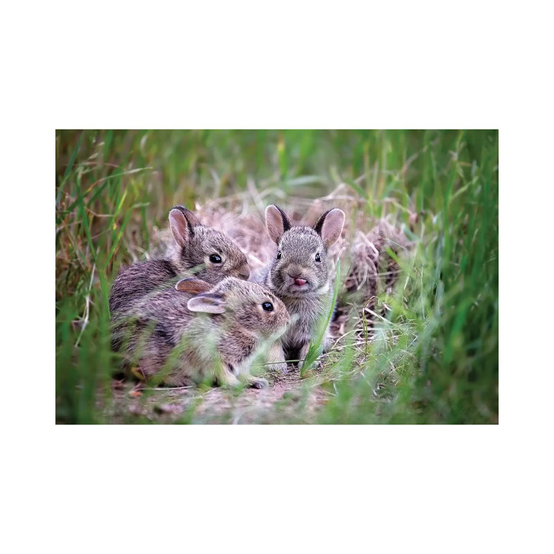 Baby Bunnies by Karen Burke - Print on Canvas, Wrapped Canvas, 20.32cm H x 30.48cm W x 1.91cm D