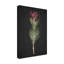 Protea sur toile par Clint Print-520550892
