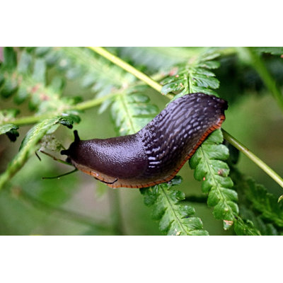 " Black Slug " by Bryanphotographer