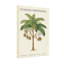 Plantes et fleurs Guayana Chestunet Tree, impression botanique-1268536341