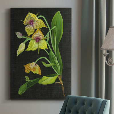 Telipogon Caulescens I " Telipogon Caulescens I " Color Photography Painting