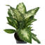Dumb Cane in Nursery Pot