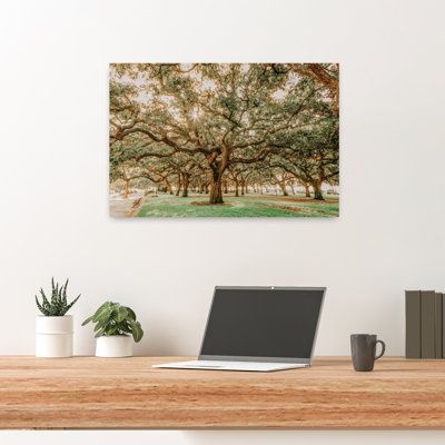 Low Country Oaks II Abstract Contemporary Oak Tree Landscape Nature Art