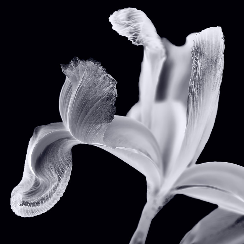 Iris II Lilac Gray On Black - Wrapped Canvas Art Prints, 51cm H x 51cm W
