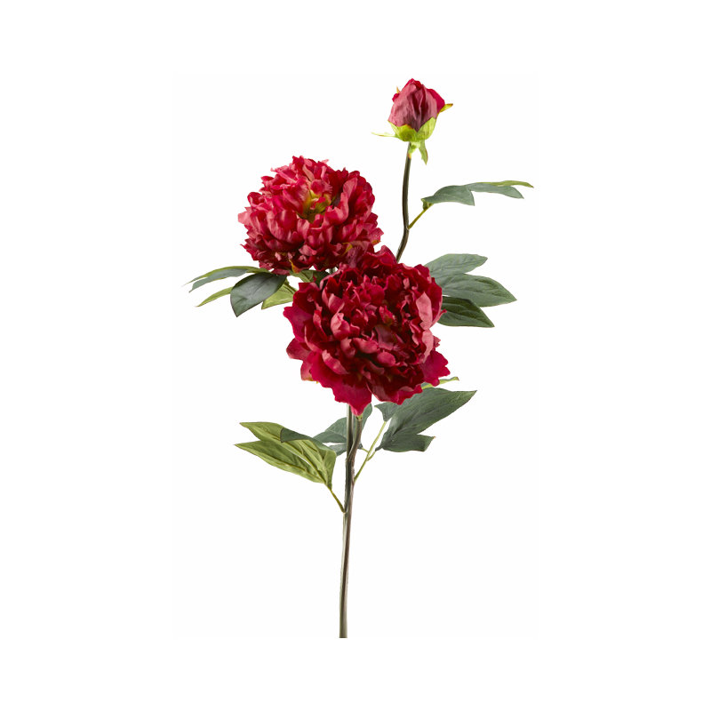 Tige de pivoine