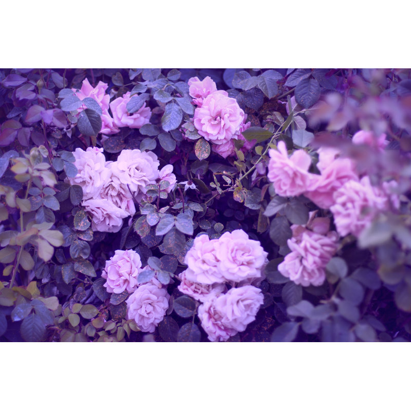 Roses Background by Draganab - Wrapped Canvas Print, 61cm H x 91cm W x 3.8cm D