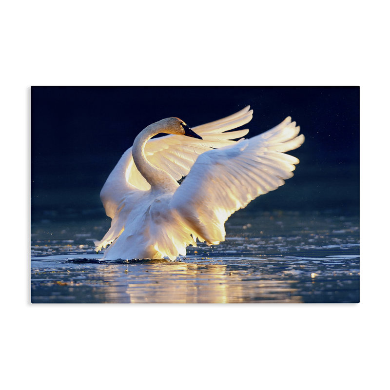 «Sunset Symphony Swan» par Shane Lamb, H 16 po x l 24 po