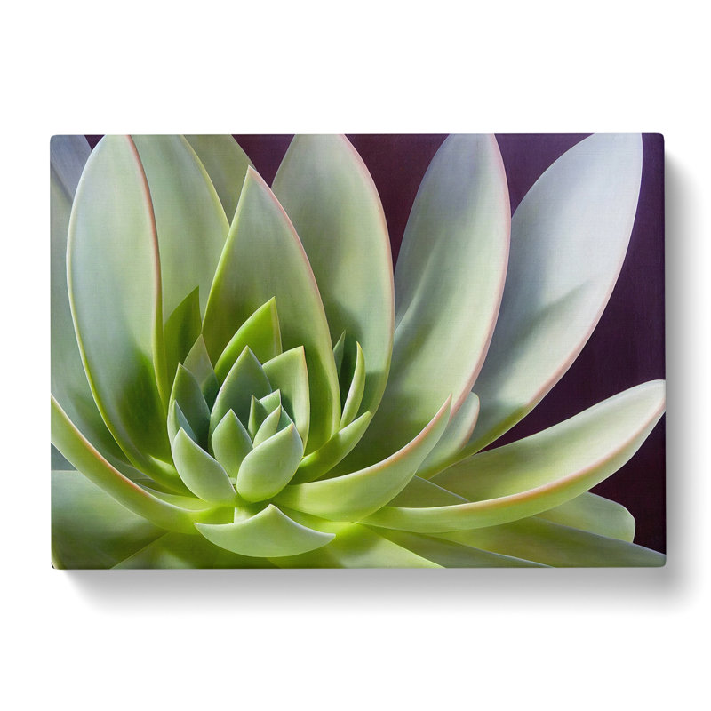 Interesting Succulent Plant - Wrapped Canvas, 35cm H x 50cm W x 3cm D
