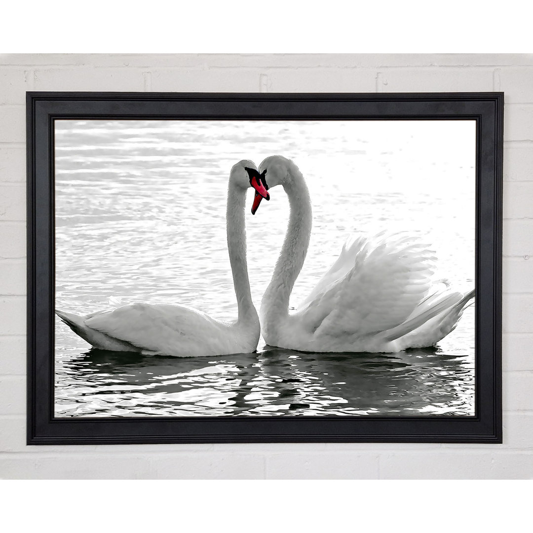 Gerahmtes Bild White Swans 2