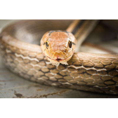 Snakes, Venomous Reptiles - Wrapped Canvas Print
