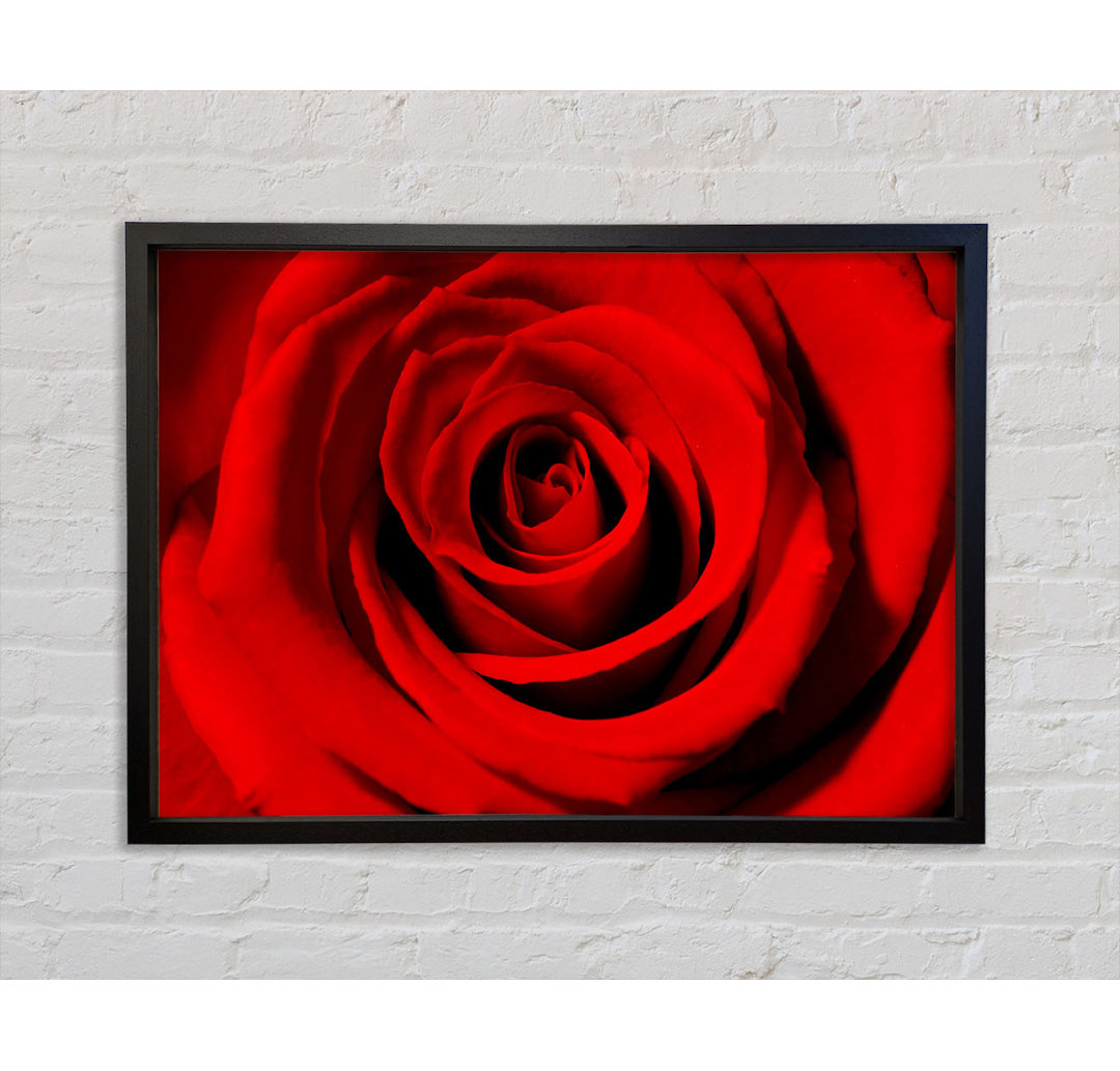 Close-Up Of The Soft Red Rose - Einzelbildrahmen Kunstdrucke auf Leinwand