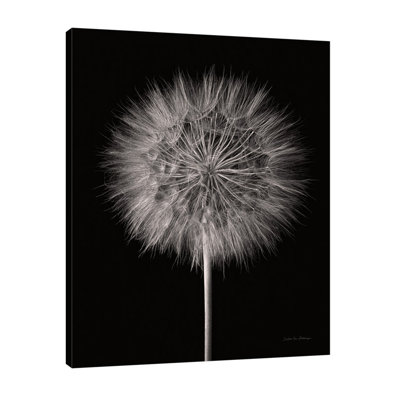 «Dandelion Fluff On Black», toile tendue par Debra Van Swearingen, H 25 po x l 20 po x P 1,5 po